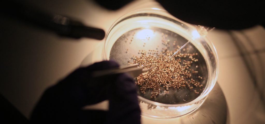 Organoids are miniature organs grown from a patient's own cells.