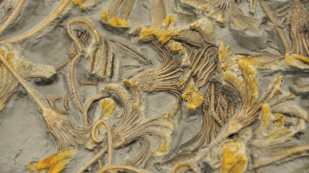 An image of fossils to be on display at the Cincinnati Museum Center as part of the "Ancient Worlds Hiding in Plain Sight" exhibit.