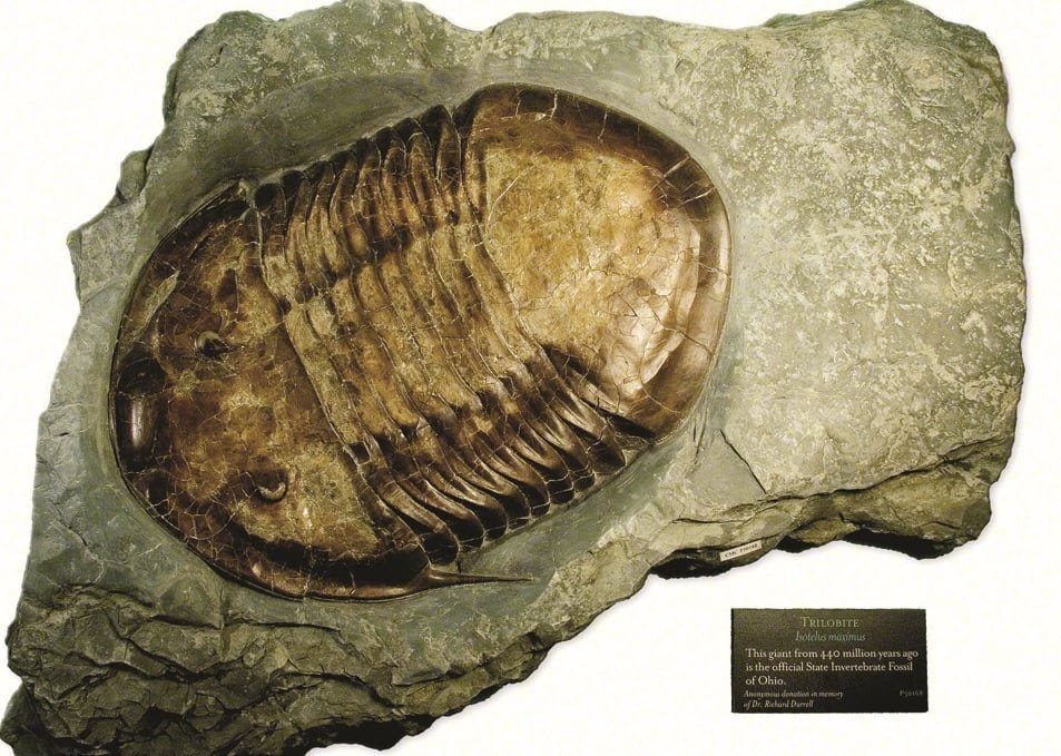 Cincinnati Museum Center fossil